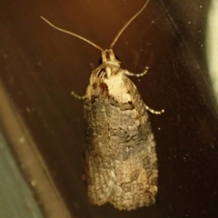 Unidentified Tortricid moth (Tortricidae) at Cook, ACT - 7 Oct 2023 by CathB