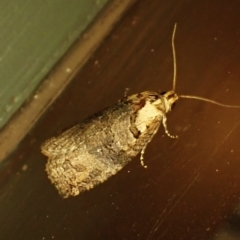 Cryptoptila (genus) at Cook, ACT - suppressed