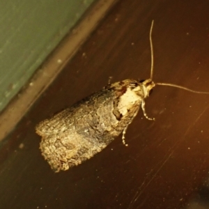 Cryptoptila (genus) at Cook, ACT - suppressed