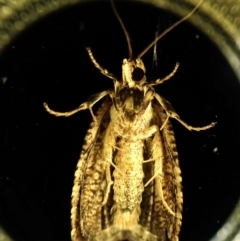 Cryptoptila (genus) at Cook, ACT - suppressed