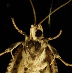 Cryptoptila (genus) at Cook, ACT - suppressed