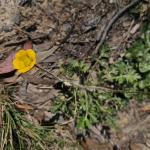 Ranunculus lappaceus at Captains Flat, NSW - 11 Oct 2023 11:38 AM