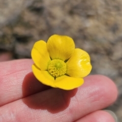 Ranunculus lappaceus at Captains Flat, NSW - 11 Oct 2023 11:38 AM