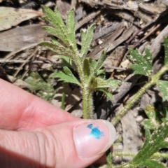 Ranunculus lappaceus at Captains Flat, NSW - 11 Oct 2023 11:38 AM