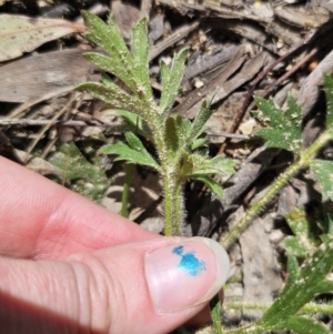 Ranunculus lappaceus at Captains Flat, NSW - 11 Oct 2023 11:38 AM