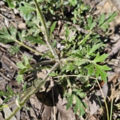 Ranunculus lappaceus at Captains Flat, NSW - 11 Oct 2023 11:38 AM