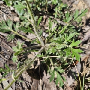 Ranunculus lappaceus at Captains Flat, NSW - 11 Oct 2023 11:38 AM