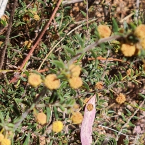 Acacia gunnii at Tuggeranong, ACT - 11 Oct 2023 11:54 AM