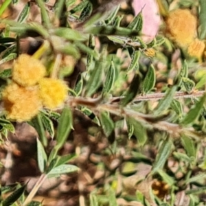 Acacia gunnii at Tuggeranong, ACT - 11 Oct 2023 11:54 AM