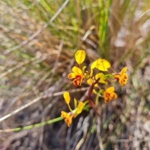 Diuris semilunulata at Wanniassa, ACT - 11 Oct 2023