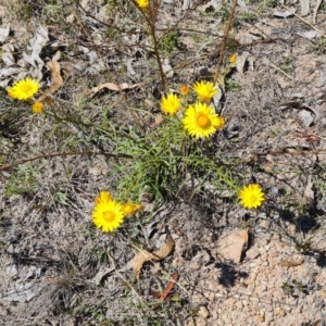 Xerochrysum viscosum at Tuggeranong, ACT - 11 Oct 2023 11:32 AM