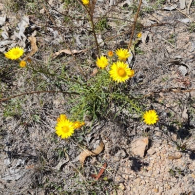 Xerochrysum viscosum (Sticky Everlasting) at Wanniassa Hill - 11 Oct 2023 by Mike