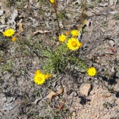 Xerochrysum viscosum (Sticky Everlasting) at Tuggeranong, ACT - 11 Oct 2023 by Mike