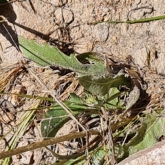 Tolpis barbata (Yellow Hawkweed) at Tuggeranong, ACT - 11 Oct 2023 by Mike