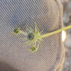 Tolpis barbata at Tuggeranong, ACT - 11 Oct 2023