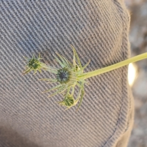 Tolpis barbata at Tuggeranong, ACT - 11 Oct 2023