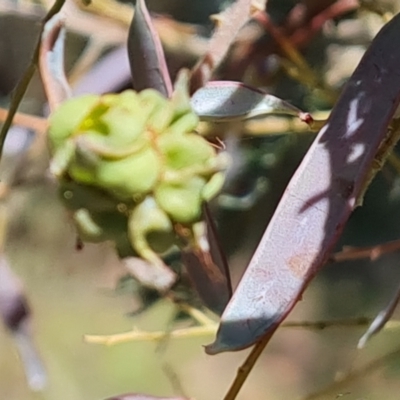 Dasineura sp. (genus) (Flower-galling Midge) at Wanniassa Hill - 11 Oct 2023 by Mike