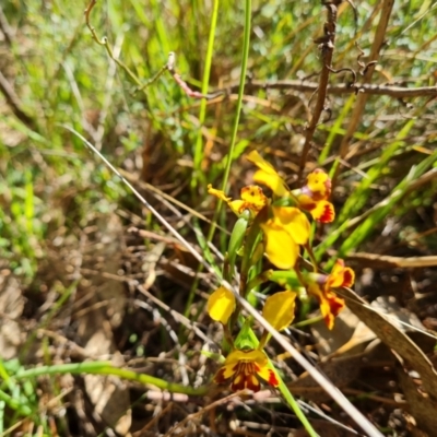 Diuris semilunulata (Late Leopard Orchid) at Tuggeranong, ACT - 11 Oct 2023 by Mike