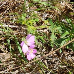 Geranium retrorsum at Fadden, ACT - 11 Oct 2023 12:08 PM