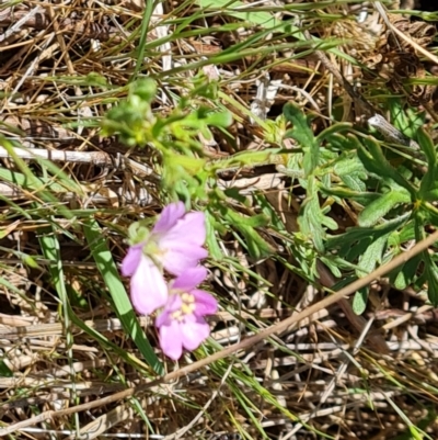 Geranium retrorsum (Grassland Cranesbill) at Fadden, ACT - 11 Oct 2023 by Mike