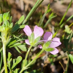 Geranium retrorsum at Fadden, ACT - 11 Oct 2023 12:08 PM