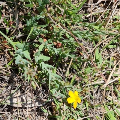 Hypericum gramineum (Small St Johns Wort) at Wanniassa Hill - 11 Oct 2023 by Mike