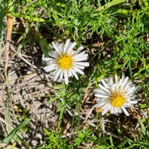 Calotis anthemoides at Tuggeranong, ACT - 11 Oct 2023