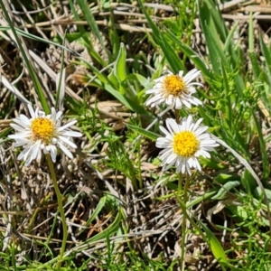 Calotis anthemoides at Tuggeranong, ACT - 11 Oct 2023