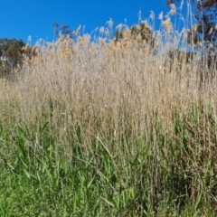 Phragmites australis (Common Reed) at Wanniassa Hill - 11 Oct 2023 by Mike