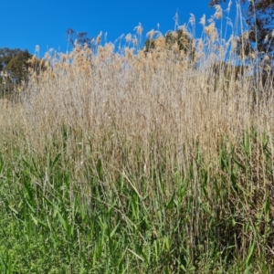 Phragmites australis at Tuggeranong, ACT - 11 Oct 2023