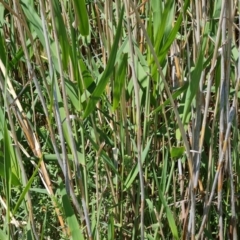 Phragmites australis at Tuggeranong, ACT - 11 Oct 2023