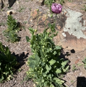 Papaver somniferum at Greenway, ACT - 11 Oct 2023 12:56 PM