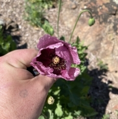 Papaver somniferum at Greenway, ACT - 11 Oct 2023 12:56 PM