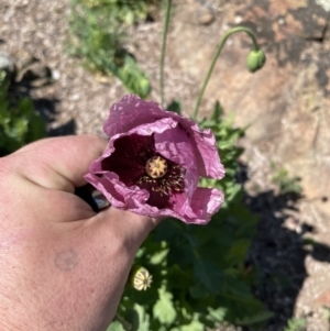 Papaver somniferum at Greenway, ACT - 11 Oct 2023 12:56 PM