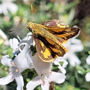 Ocybadistes walkeri at O'Connor, ACT - 11 Oct 2023 12:44 PM