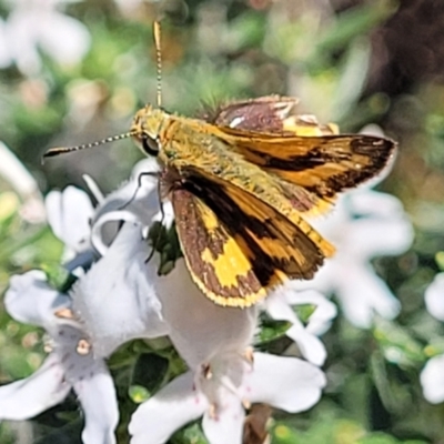 Ocybadistes walkeri (Green Grass-dart) at Banksia Street Wetland Corridor - 11 Oct 2023 by trevorpreston