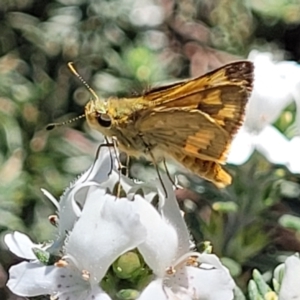 Ocybadistes walkeri at O'Connor, ACT - 11 Oct 2023 12:44 PM