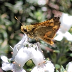 Ocybadistes walkeri at O'Connor, ACT - 11 Oct 2023 12:44 PM