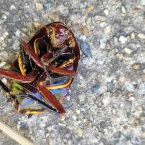 Platyzosteria similis at O'Connor, ACT - 11 Oct 2023 12:42 PM