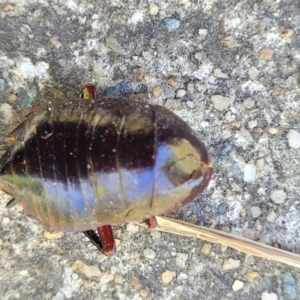 Platyzosteria similis at O'Connor, ACT - 11 Oct 2023