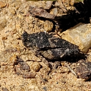 Tetrigidae (family) at O'Connor, ACT - 11 Oct 2023 12:38 PM