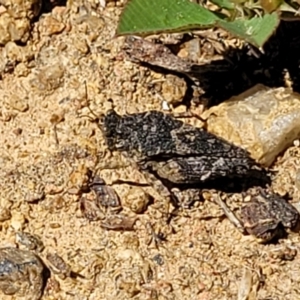 Tetrigidae (family) at O'Connor, ACT - 11 Oct 2023 12:38 PM