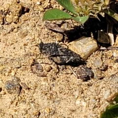 Tetrigidae (family) at O'Connor, ACT - 11 Oct 2023 12:38 PM