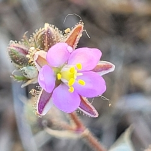 Spergularia rubra at O'Connor, ACT - 11 Oct 2023 12:37 PM