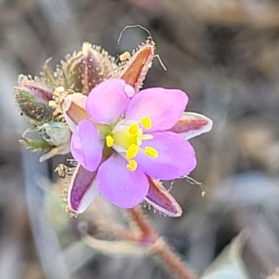 Spergularia rubra (Sandspurrey) at O'Connor, ACT - 11 Oct 2023 by trevorpreston