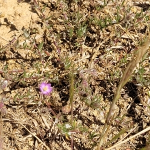 Spergularia rubra at O'Connor, ACT - 11 Oct 2023 12:37 PM