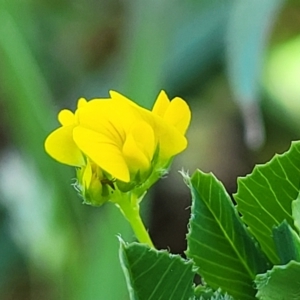 Medicago polymorpha at O'Connor, ACT - 11 Oct 2023