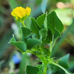 Medicago polymorpha at O'Connor, ACT - 11 Oct 2023 12:35 PM