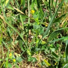 Medicago polymorpha at O'Connor, ACT - 11 Oct 2023