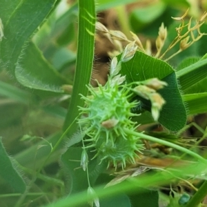 Medicago polymorpha at O'Connor, ACT - 11 Oct 2023